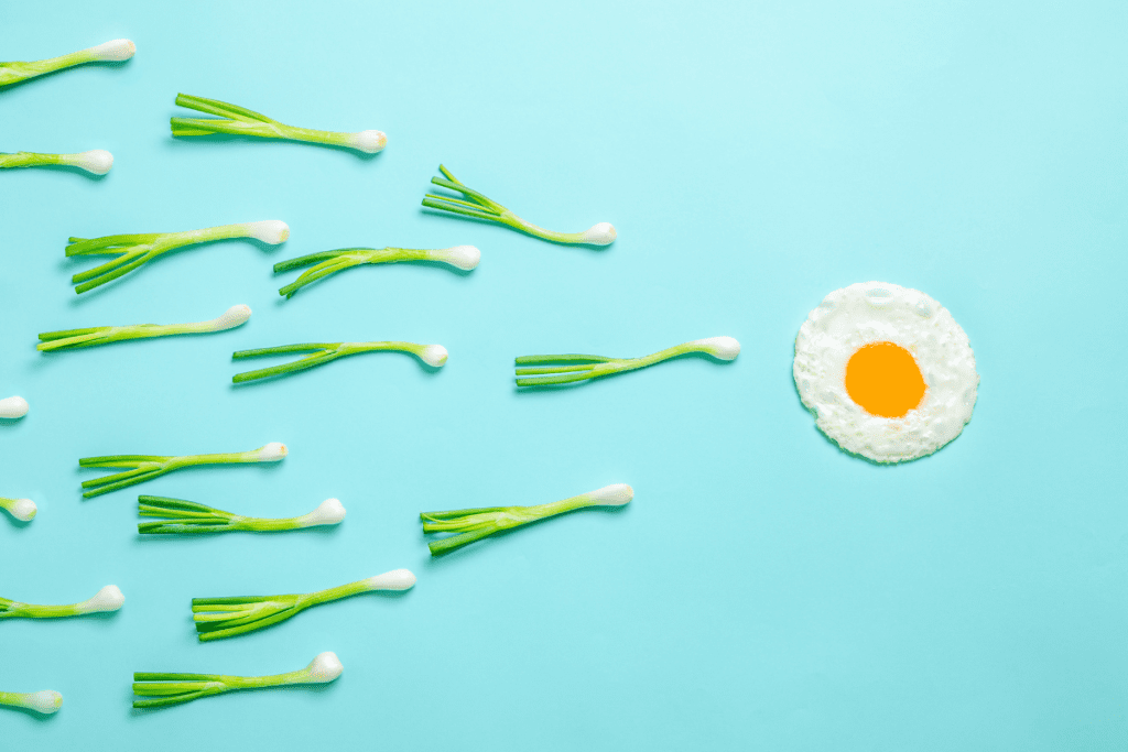 onion sperm and egg