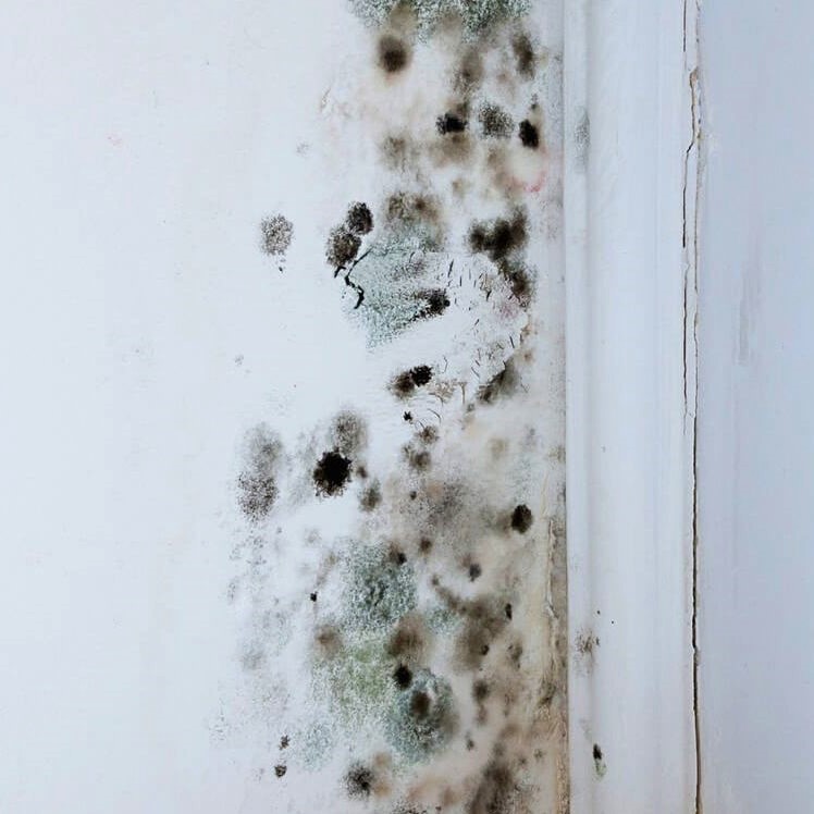 mold